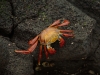 Galapagos