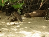 Galapagos