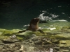 Galapagos