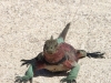 Leguan